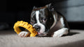 Tough Chew Toy for Power Chewers — Durable Dental Dog Toy