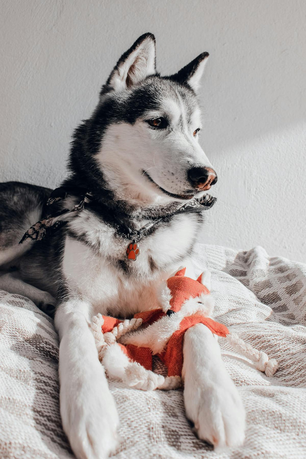 Comfort Plush Companion Toy for Dogs — Anxiety & Calming Snuggle