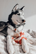 Comfort Plush Companion Toy for Dogs — Anxiety & Calming Snuggle