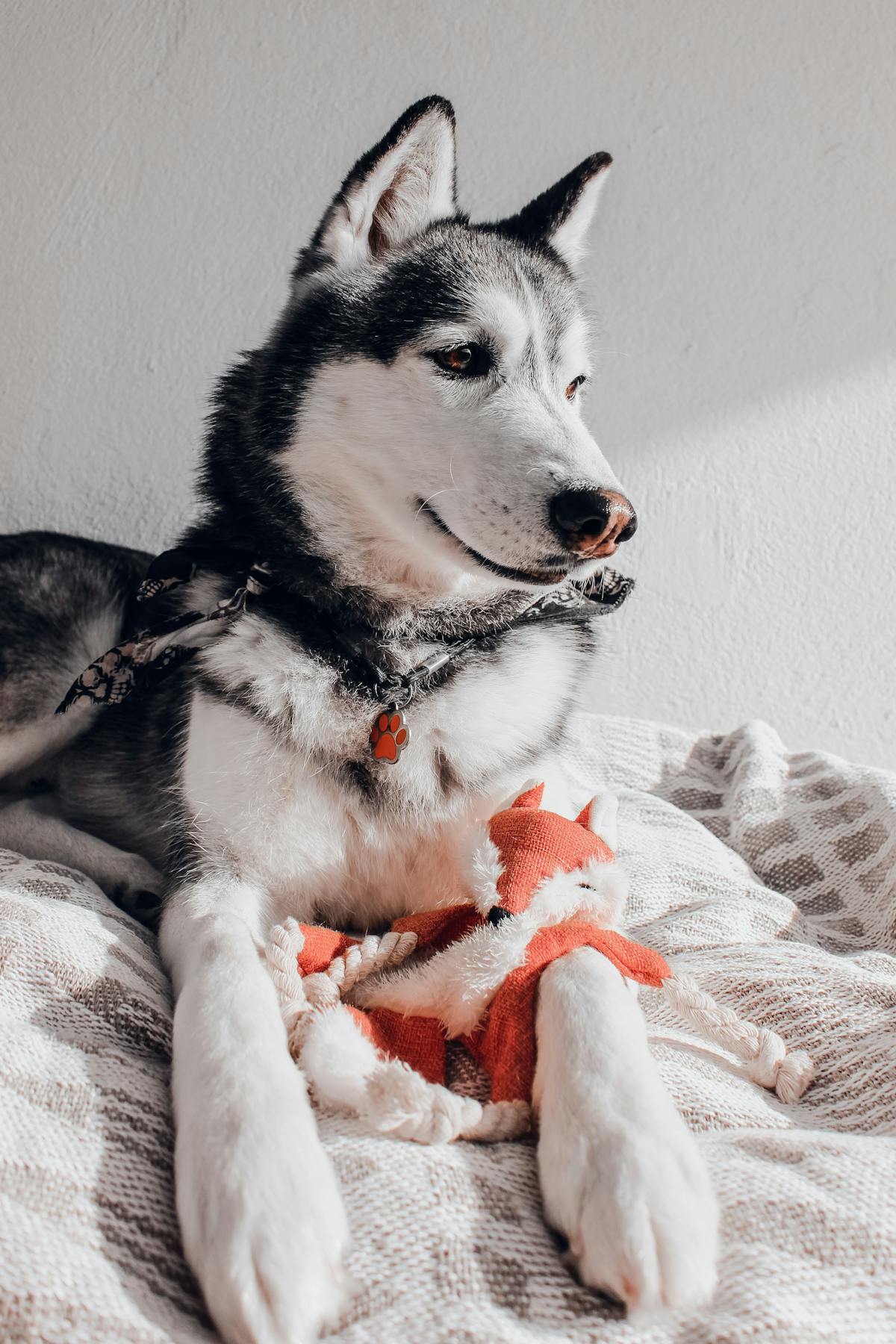 Comfort Plush Companion Toy for Dogs — Anxiety & Calming Snuggle