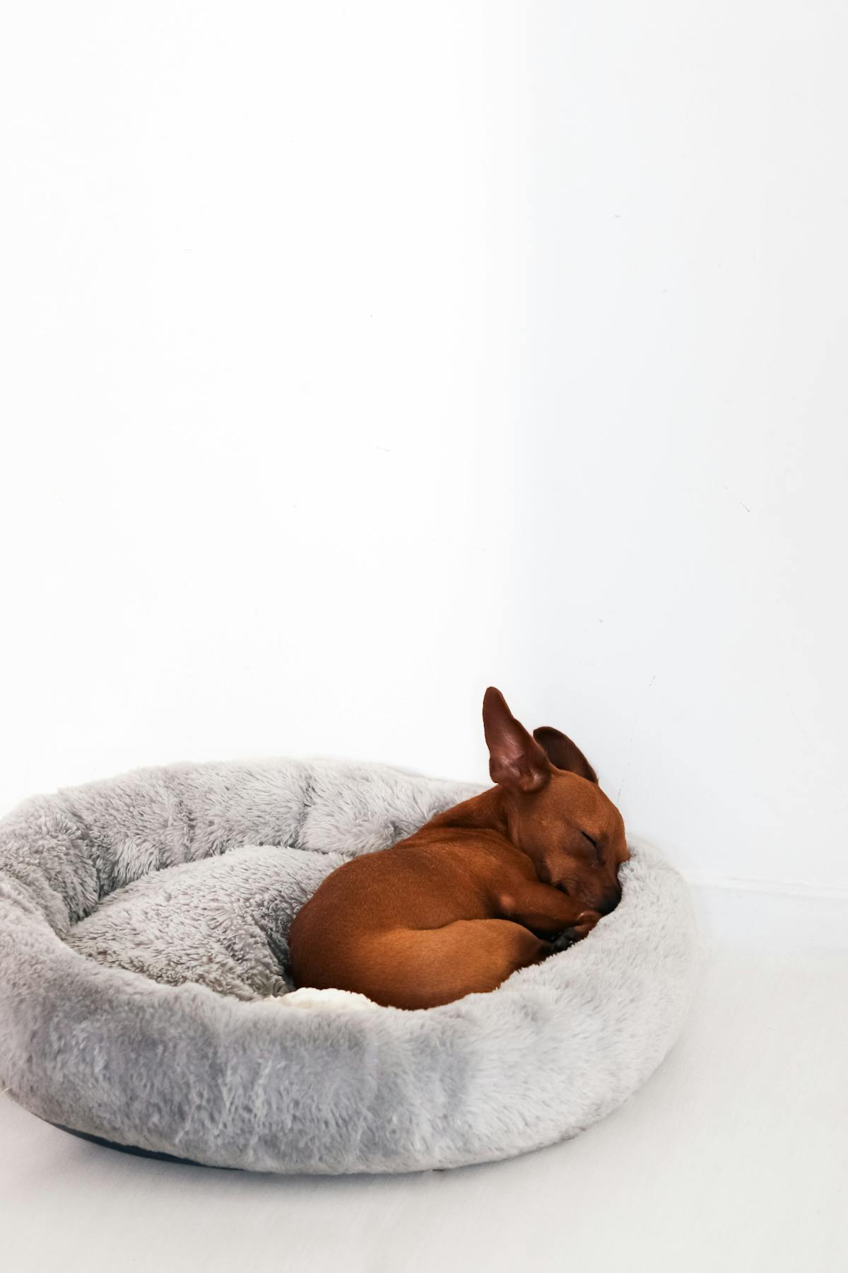 Calming Donut Dog Bed — Anti-Anxiety Fluffy Cuddler Bed