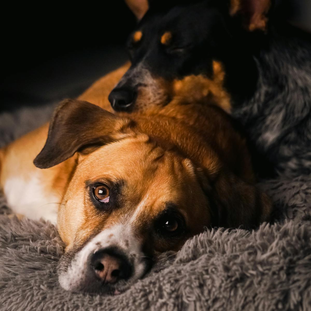 Soft Fleece Pet Blanket — Warm Washable Throw for Dogs & Cats