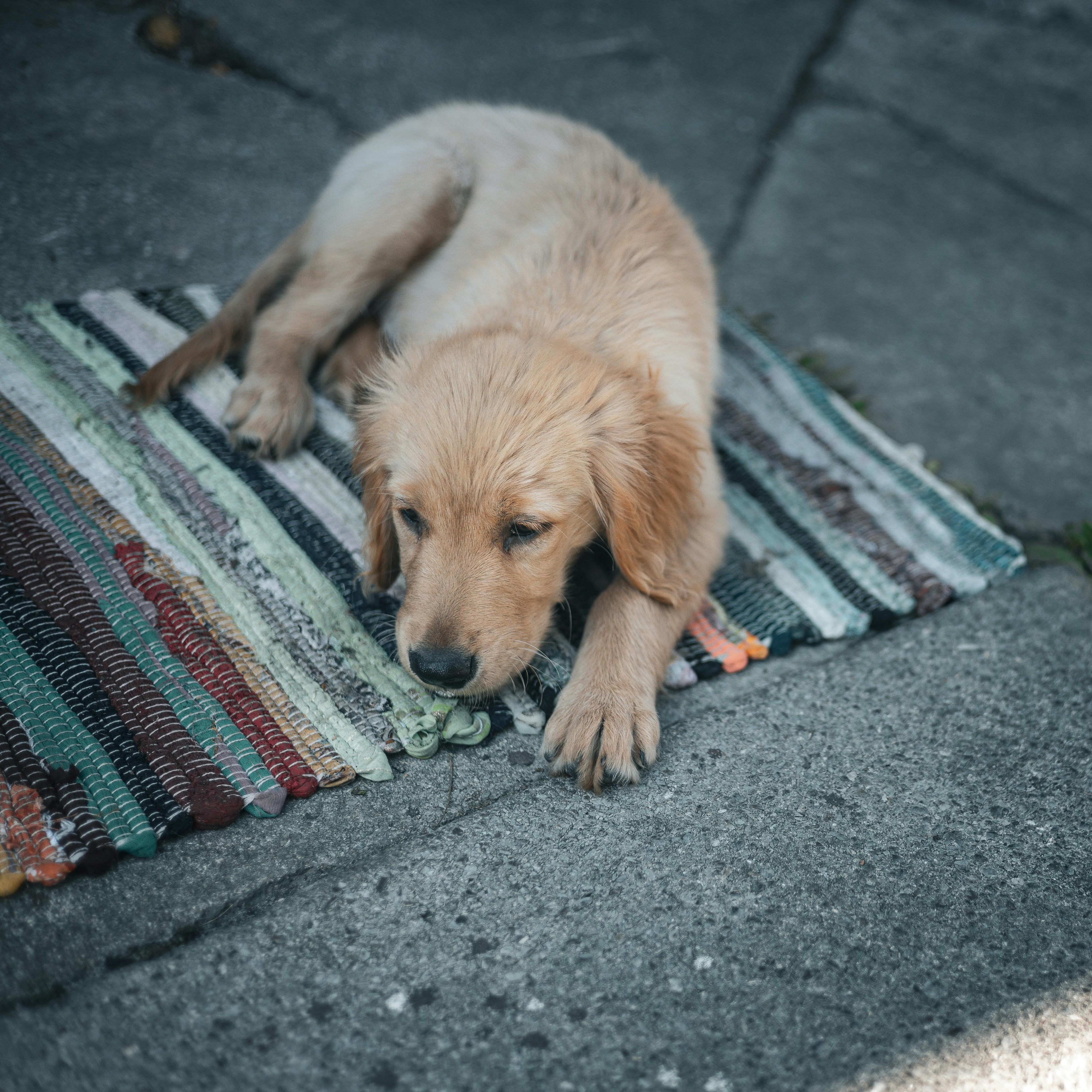 Snuffle Mat - golden retriever pe covoras