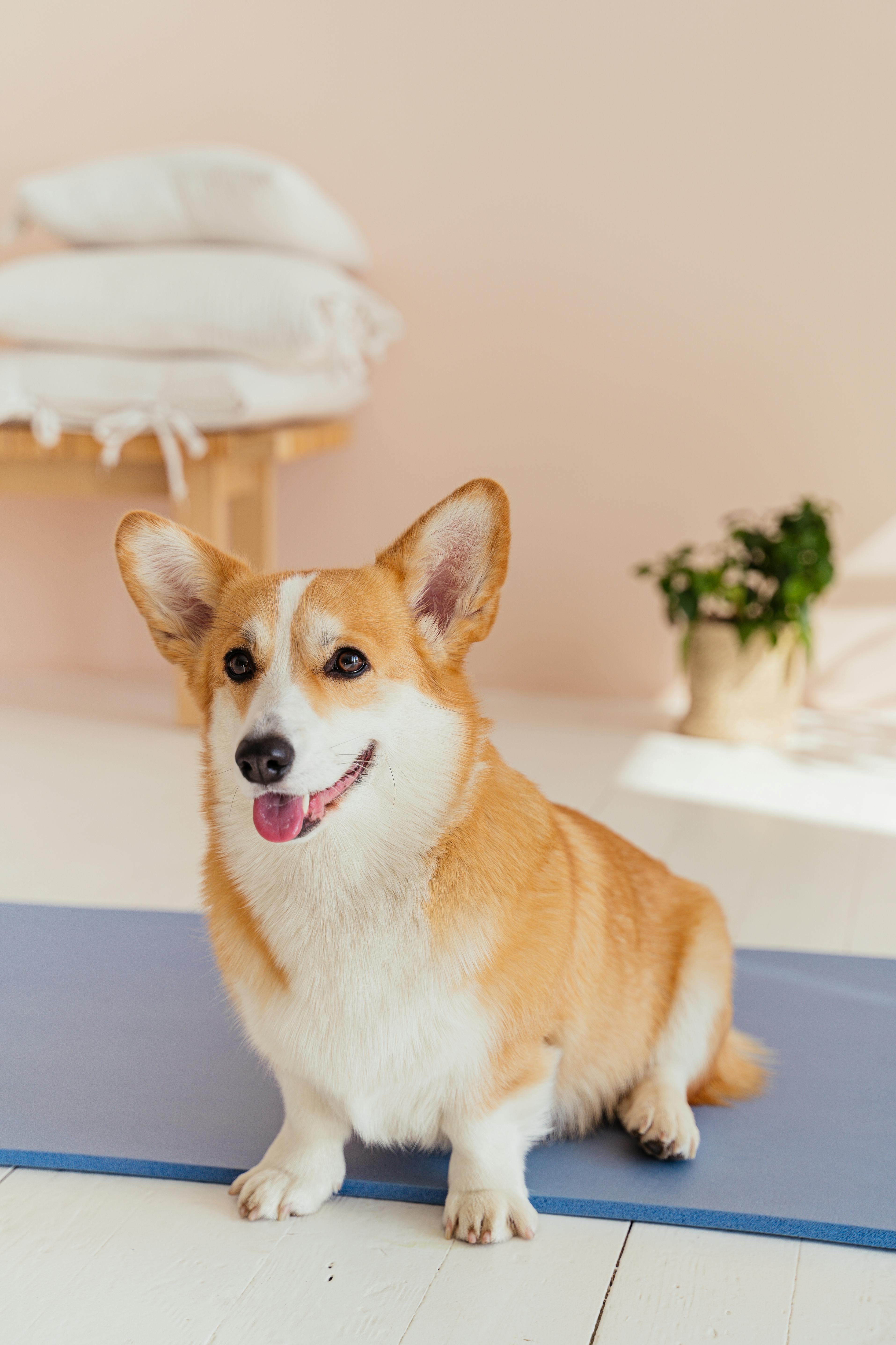 Snuffle Mat - corgi pe covoras interior