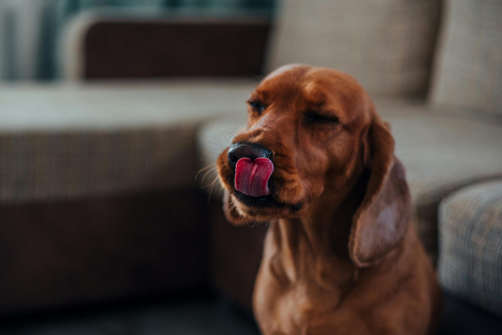 Lick Mat - labrador relaxat