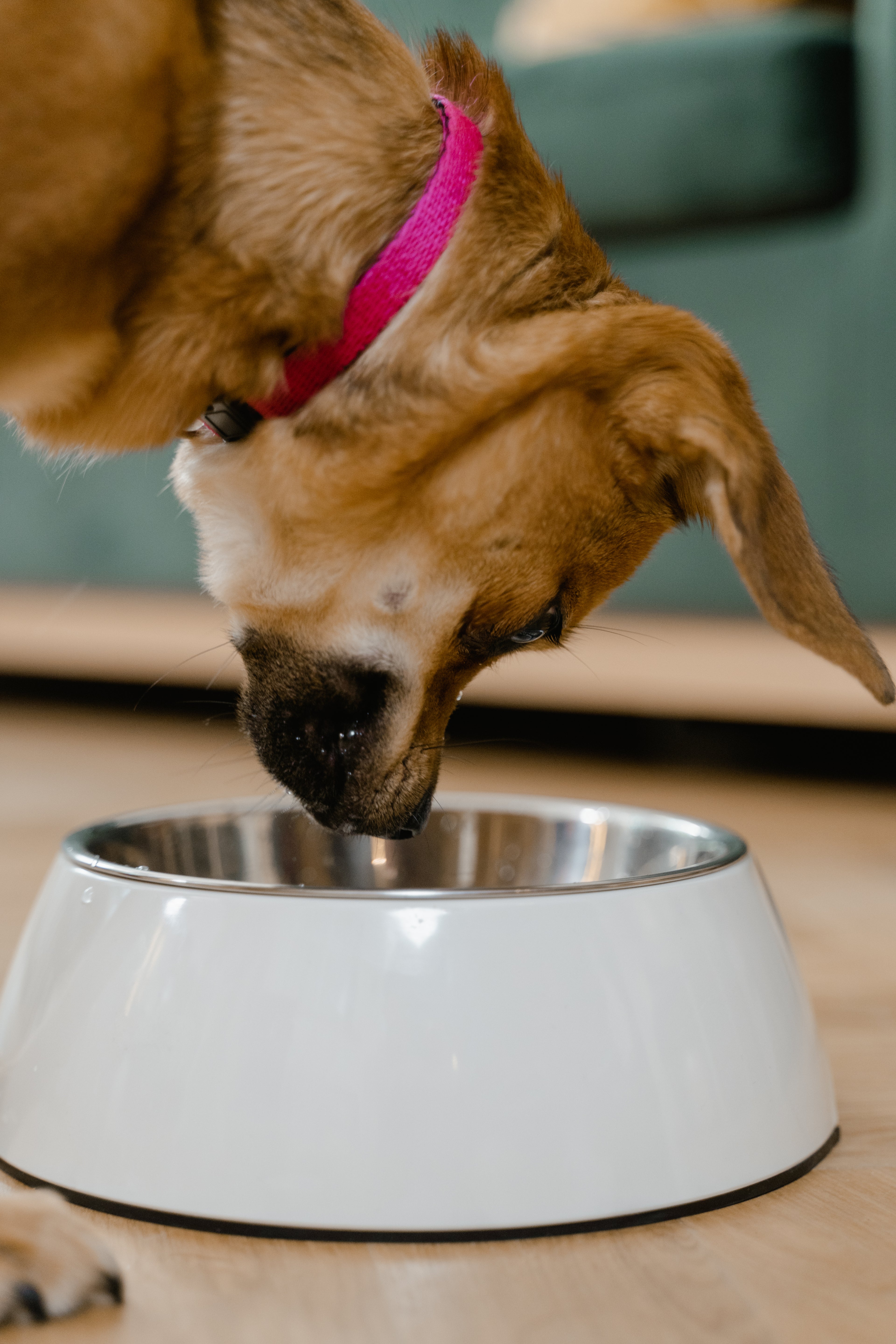 Slow Feeder Bowl - caine mancand din bol