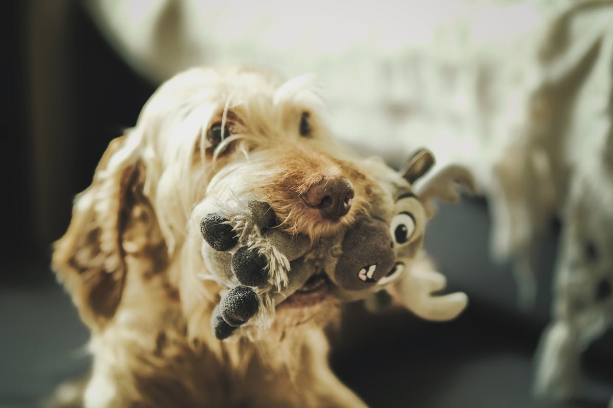 Plush Squeaky Toy Set for Dogs — Soft Interactive Play & Comfort