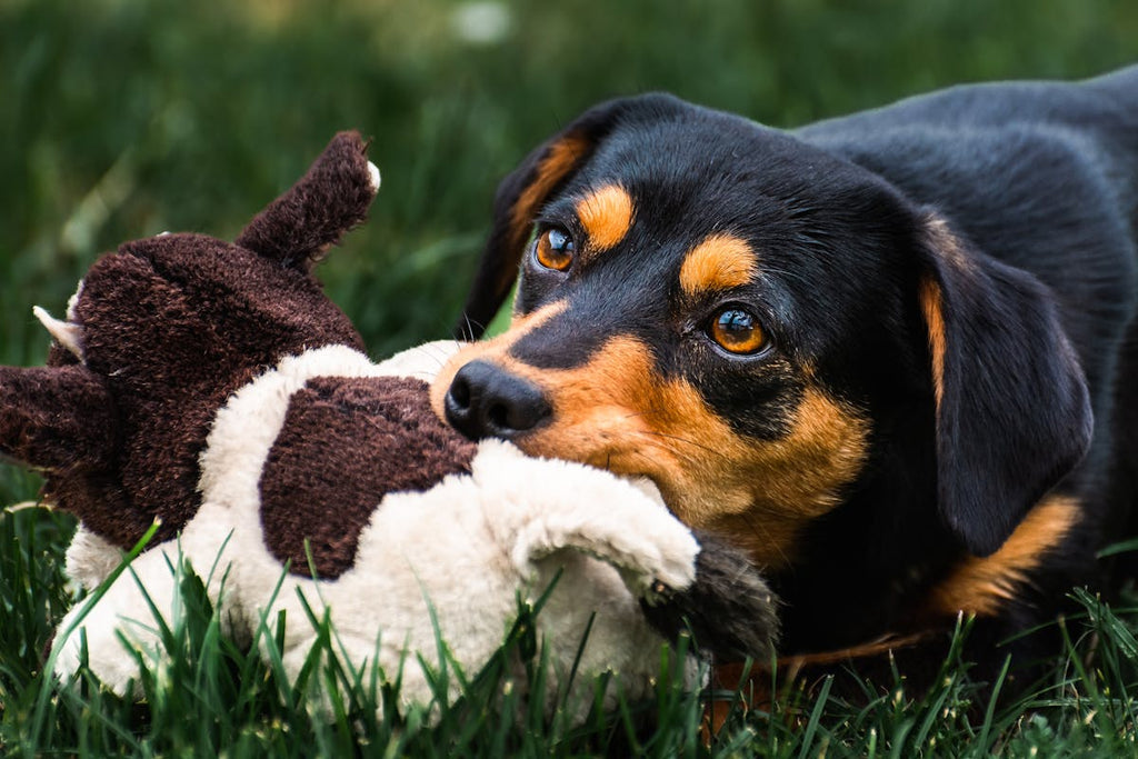 Interactive Treat Puzzle Toy for Dogs — Brain Game & Slow Feeder