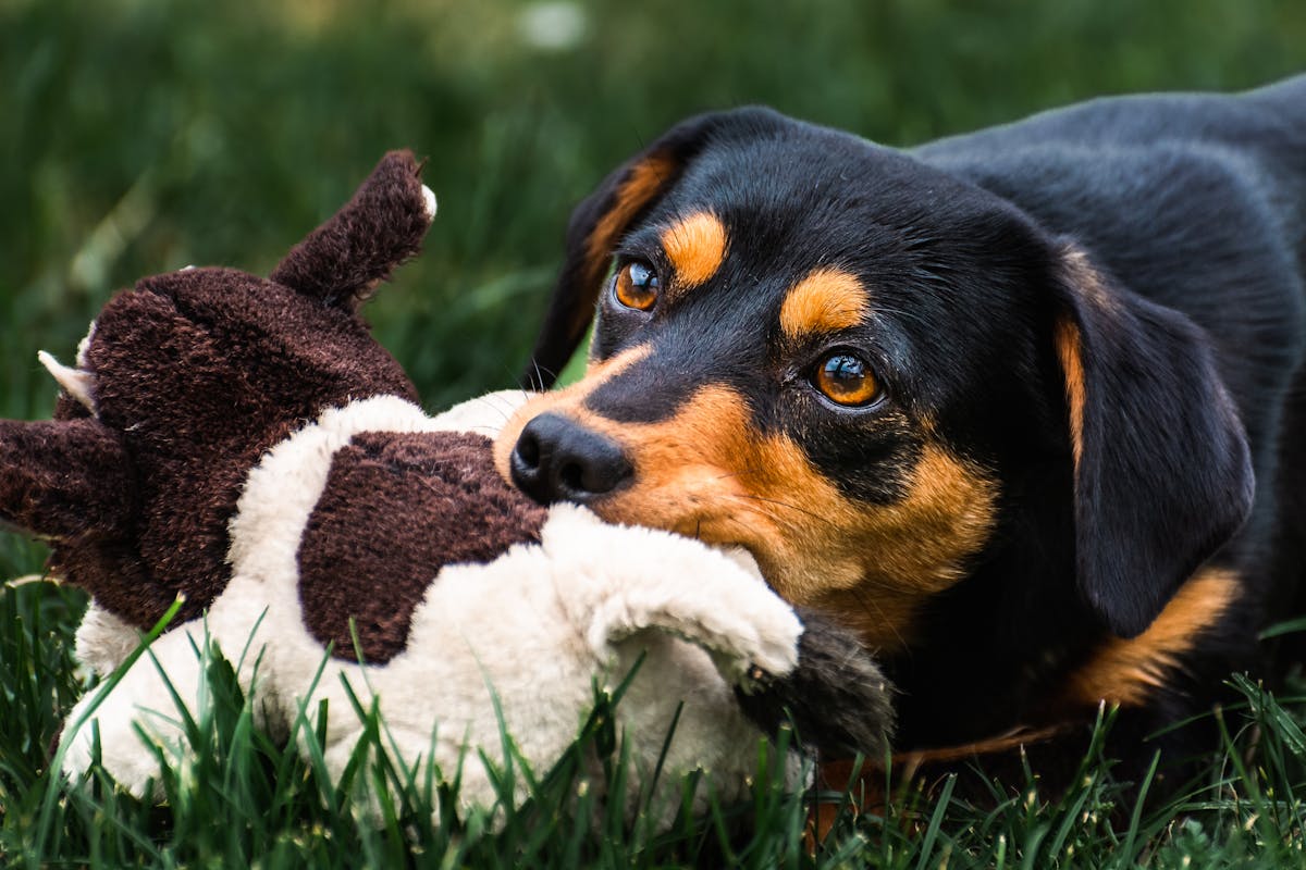 Interactive Treat Puzzle Toy for Dogs — Brain Game & Slow Feeder