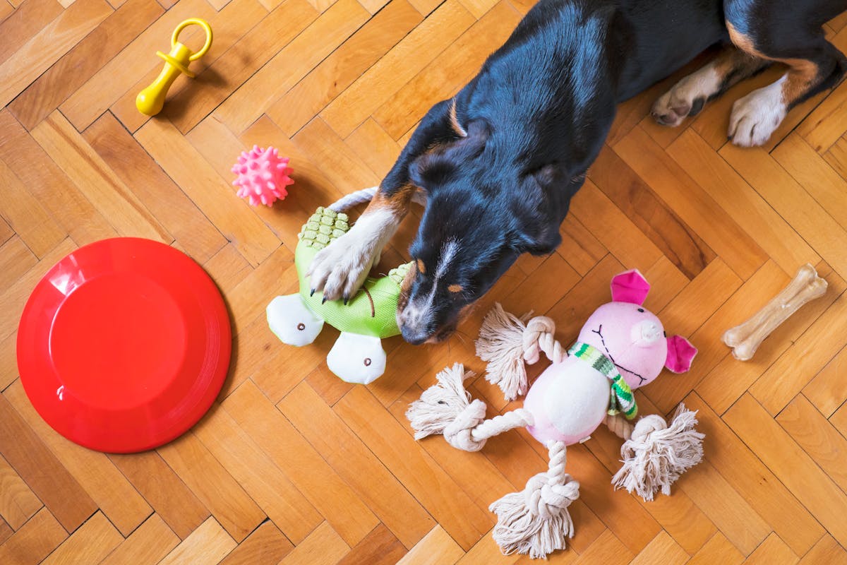 Snuffle Ball Foraging Toy for Dogs — Calming Nose-Work Enrichment