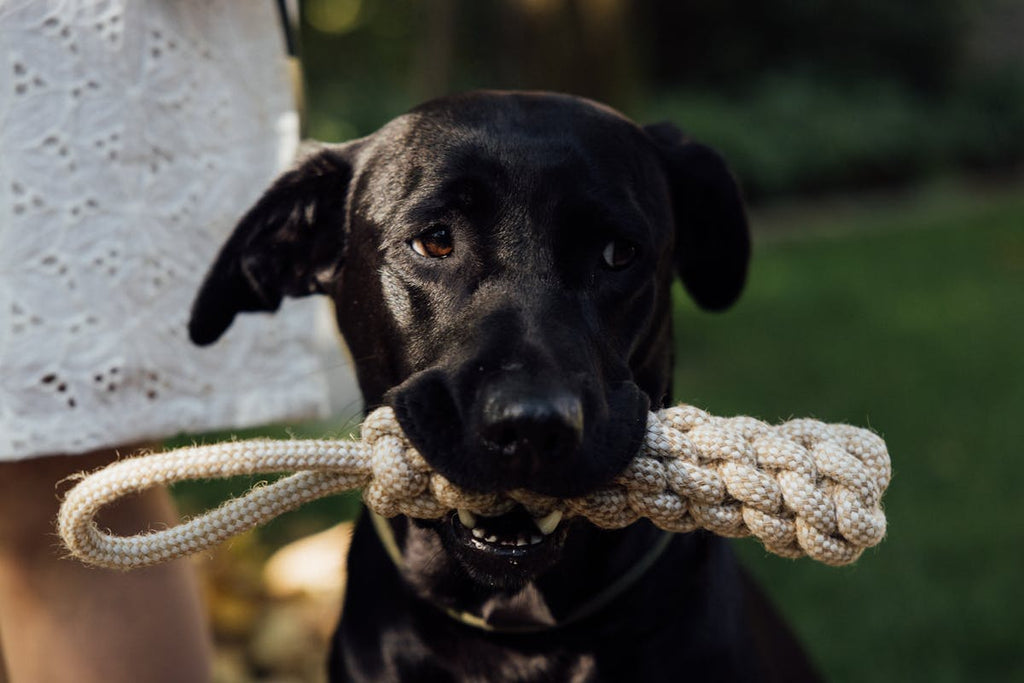 2-in-1 Tug & Foraging Rope Toy for Dogs — Dental Chew & Treat Hider